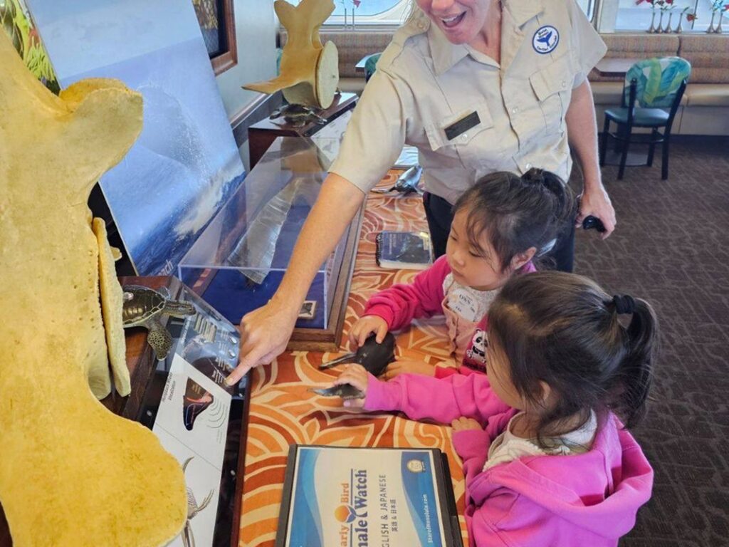 冬のハワイにおすすめのアクティビティ　ホエールウォッチング　クジラの生態について分かりやすく説明