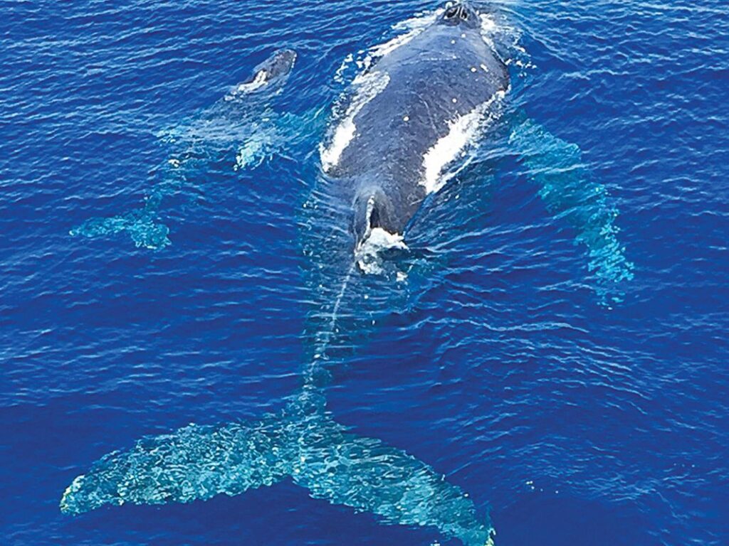 ハワイの冬におすすめのツアー ホエールウォッチング ベストシーズン