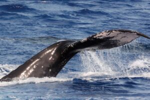 ハワイの冬に人気のアクティビティ｜ホエールウォッチング ツアー紹介